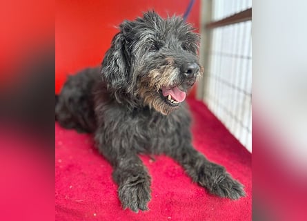 liebenswerte DORKA - 9 Jahre, 38cm/10,5kg - Schnauzer-Mix