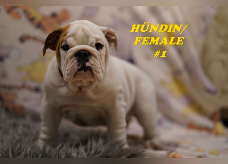 Wunderschöne & Freiatmende Englische Bulldogge Babys