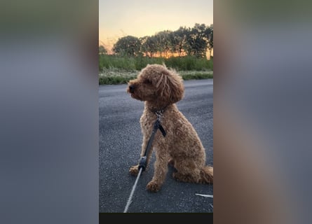 Wunderschöne Maltipoo Welpen!!! (Malteser/Zwergpudel)