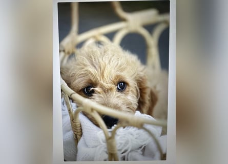 Goldendoodle mini Medium Doodle Abgabe an Pfingsten
