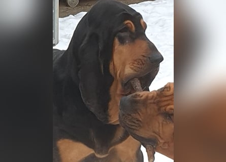 Bloodhound - Chien Saint Hubert