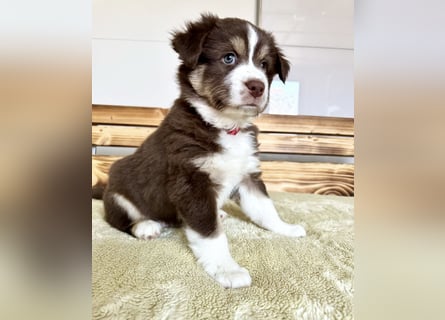1 kleine Australian Shepherd Hündin( Welpe) braun/redtri (Minimix/Reinrassig)+ Gesundheitszeugnis