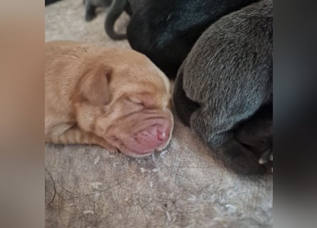 Labradorwelpen