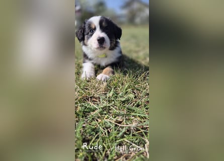Australian Shepherd Welpen tricolor – Abgabe ab dem 28.05.2025