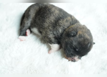 Akita Inu Welpen | A-Wurf | Japan Akita | Ahnentafel | VDH 