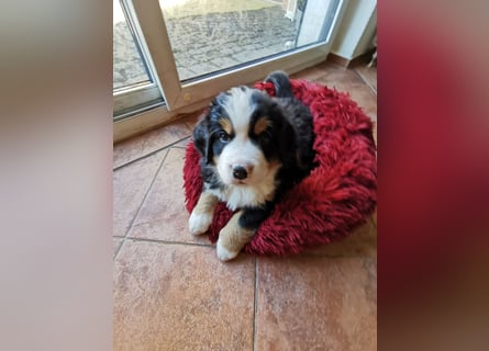 Berner Sennen Welpen