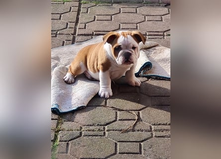 Englische Bulldogge