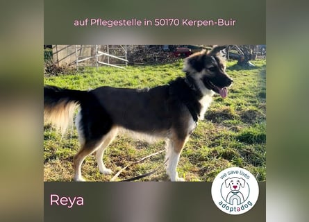 Reya: Wunderschön und voller Energie (auf Pflegestelle in 50170 Kerpen-Buir)
