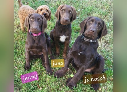 Welpen Labradoodle F1 Braun Könispudel x Labrador