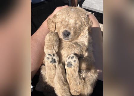 Goldendoodle mini Medium Doodle Abgabe an Pfingsten