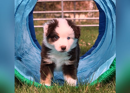 Mini American Shepherd / Mini Aussie