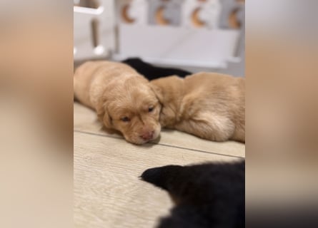Labrador Welpen mit Ahnentafel