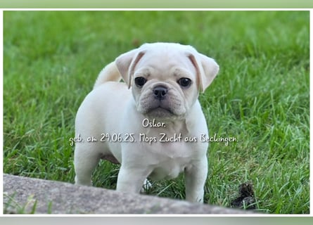 Mops Welpen