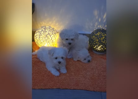 Reinrassige MALTESER Welpen suchen nach ein neues liebevolles Zuhause!