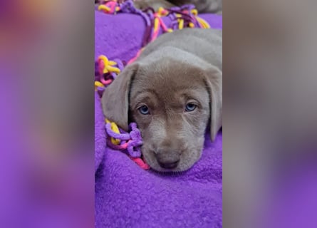 Labrador Aussiedor Welpen  in silber und silber merle aus liebevoller Zucht