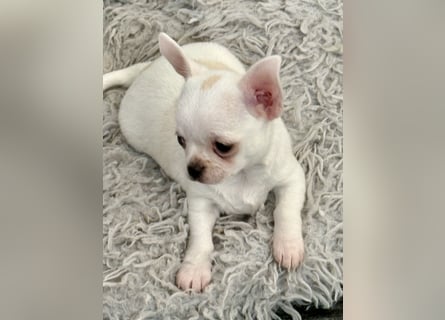 Chihuahua Rüden 9 Wochen alt mit Ahnentafel