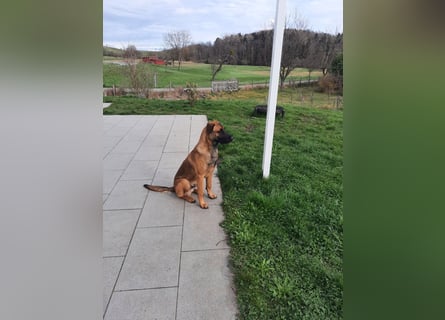 Schäferhund-Rodesien Ridgeback Michling  8 Monate