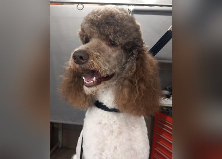 Bezaubernde Königspudel Welpen, Großpudel, Harlekin, Pudel, Videos