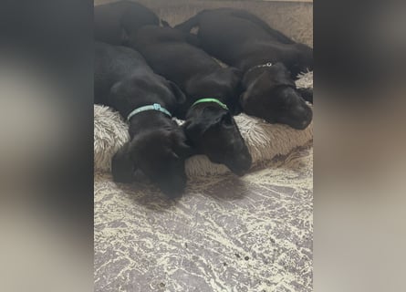 8 Labrador Retriever Rhodesian Ridgeback Welpen in Sonderfarbe seal