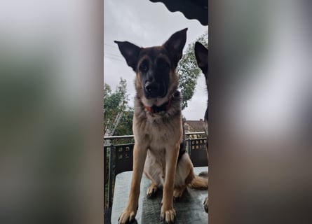 2 liebevolle Schäferhunde suchen ein zu Hause