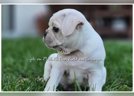 Mops Welpen