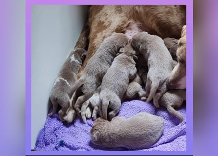 Labrador Aussiedor Welpen aus liebevoller Zucht