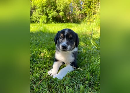 Wunderschöne Australien Shepherd Border Collie Welpen