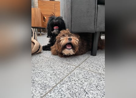 Shih Tzu - Pudelmischlingswelpen abzugeben