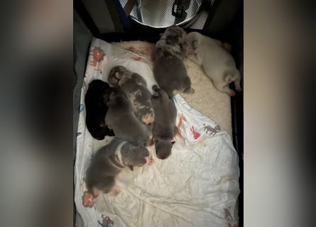 Süsse Frenchies werden in ca 8-12 Wochen nach der Geburt abgegeben
