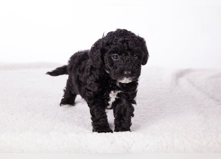 Maltipoo