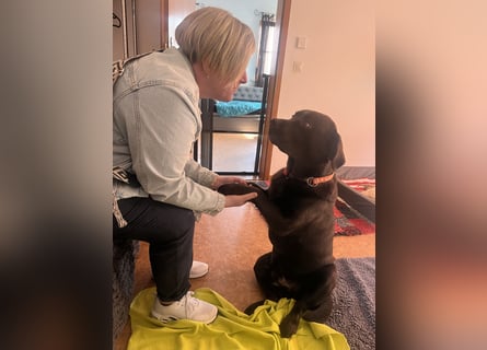 Therapie Hund Eignung 14 Monate Labrador Rüde Mega lieb