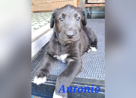 Irish Wolfhound Welpen
