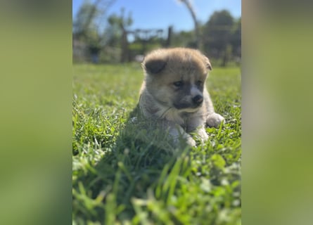 Akita Inu Welpen