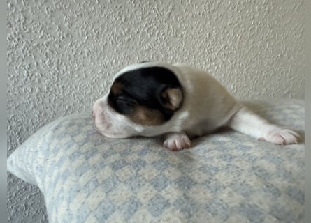 Rüde, tricolor, rauhaarig
