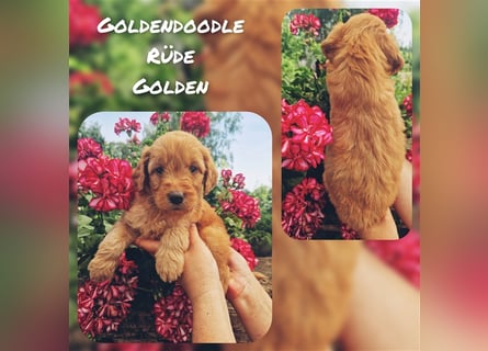 Labradoodle und Goldendoodle Mini/ Medium Welpen in verschiedenen Farben