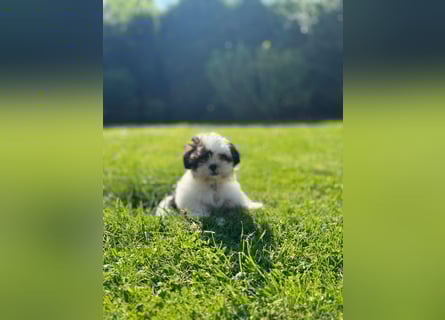 2 zuckersüße Maltipoo Welpen - Hündin