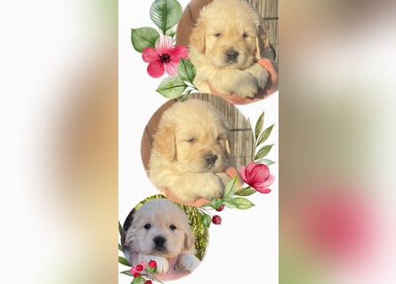 Golden Retriever Welpen aus excellenter Verpaarung