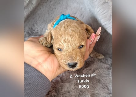 Maltipoo Welpen