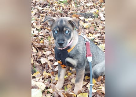 Siberian Husky mix.Welpe Hündin 10 Wochen # Rottsky # abgabebereit