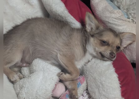 Chihuahua Rüden
