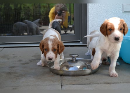 Sportlicher Familienhund - Irish Red and White Setter