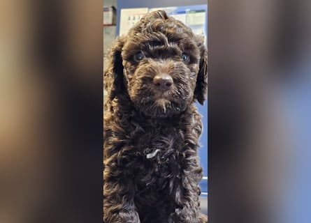 Lagotto Romagnolo welpen