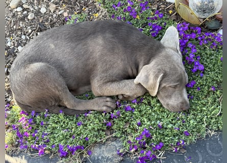 Typvolle Labradorwelpen mit Ahnentafel