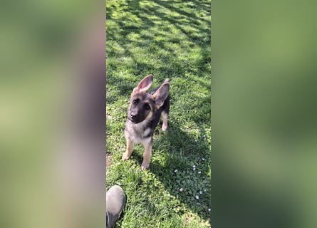 reinrassige Schäferhundwelpen (weiblich)