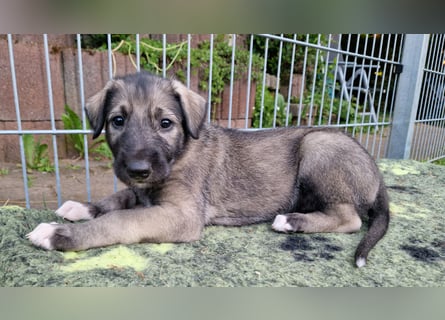 Irish Wolfhound Welpen