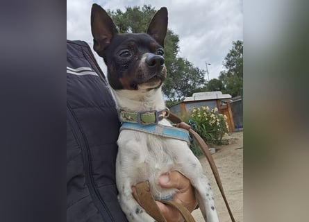 Floh: ich hüpfe in dein Herz