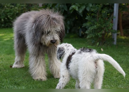 Doodle Bergamasker Barbet Mix Bergamasco Franz. Wasserhund Bergadoodle für Allergiker nicht haarend