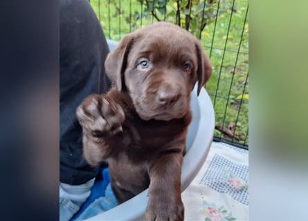 Labrador Mädchen schokobraun