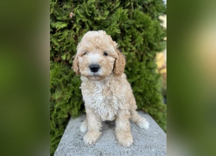 GoldenDoodle Welpen 