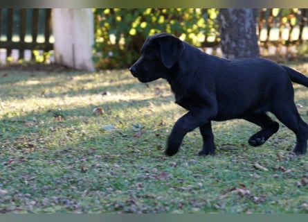 Labradorwelpen